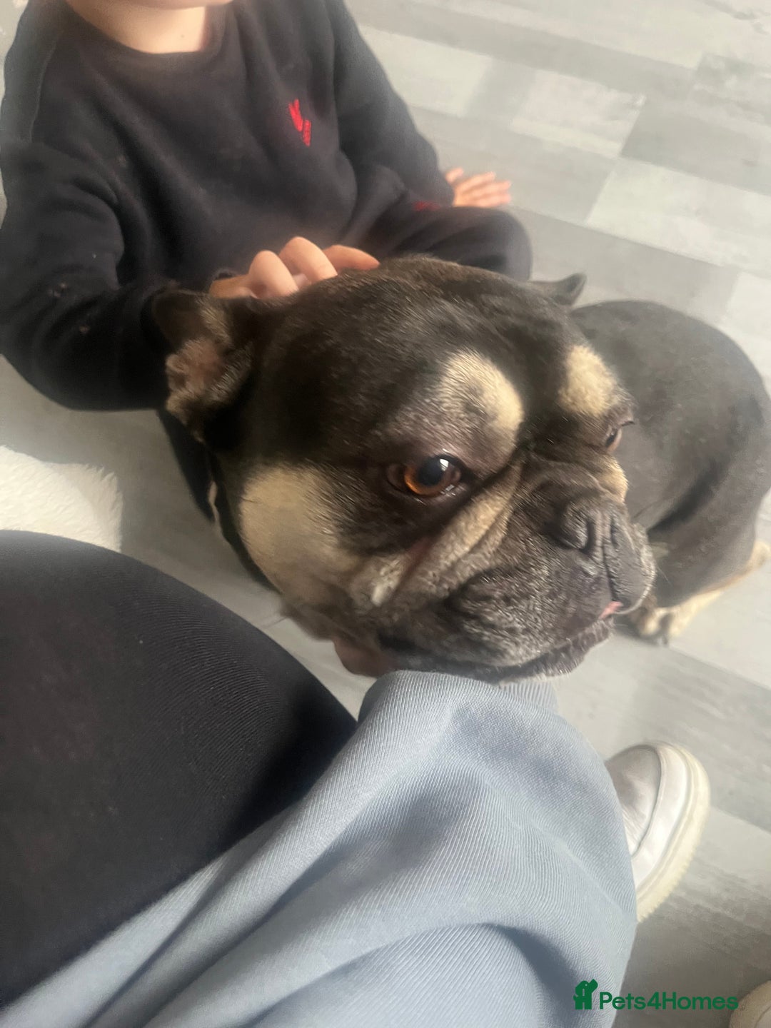 French Bulldog dogs for sale: Male French Bulldog  - Image 4