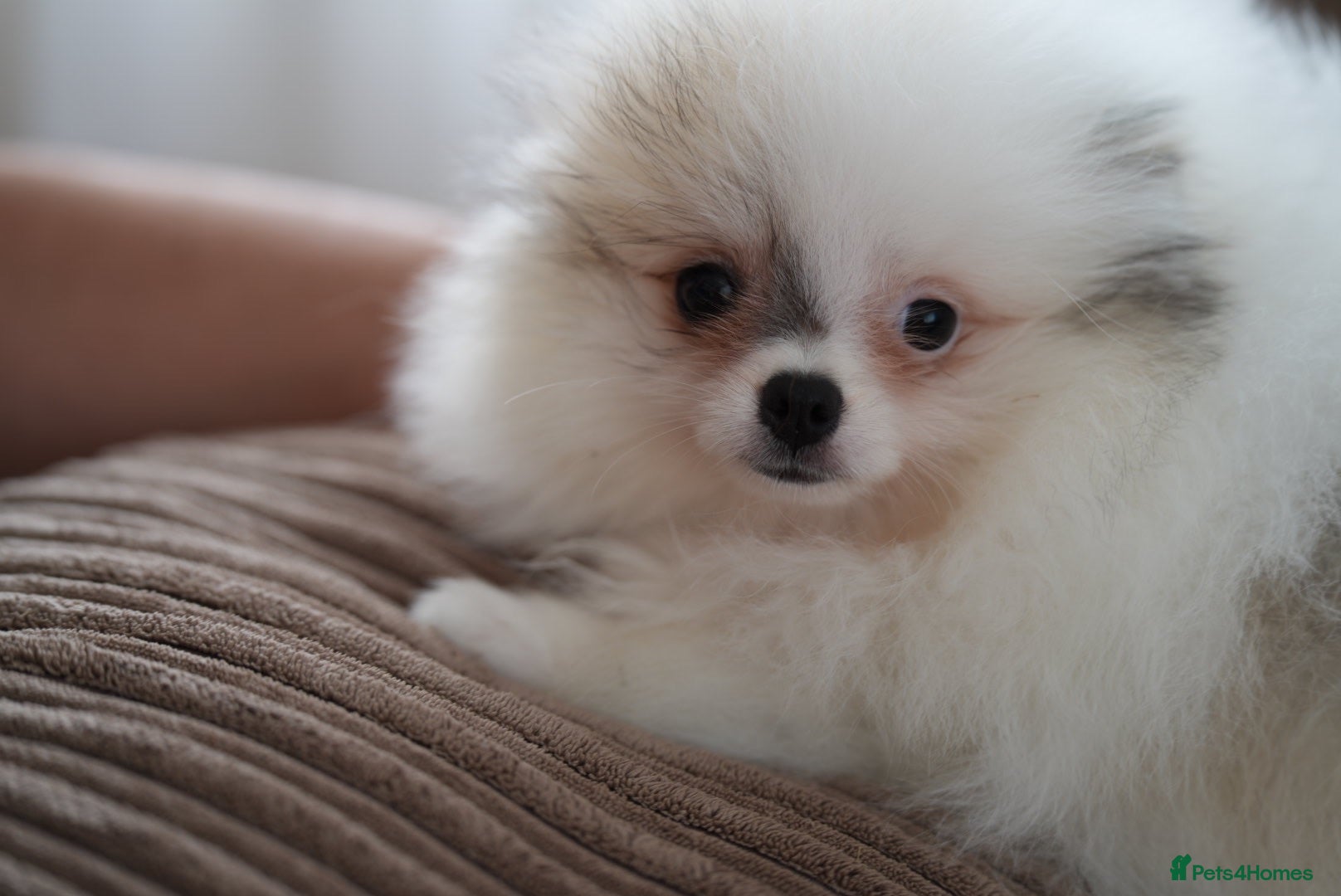 Pomeranian dogs Cute puppies  - Advert 2