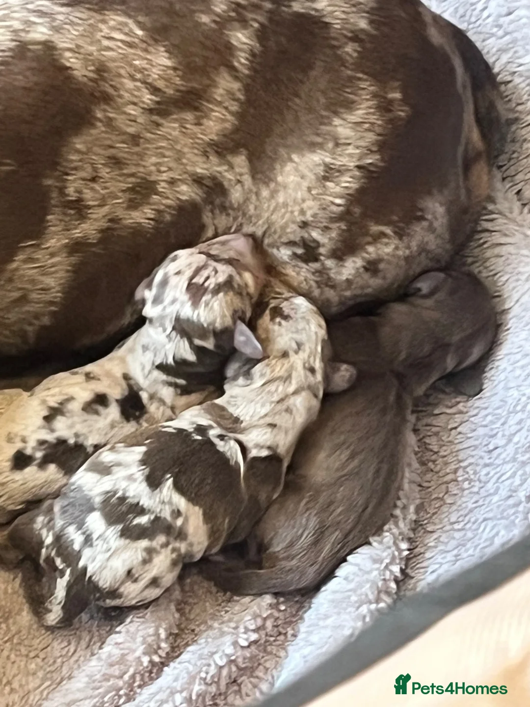 Miniature Dachshund dogs for sale: Miniature dachshund  in Thirsk - Advert 2