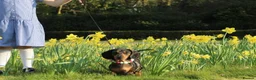Miniature Dachshund dogs for sale: Beautiful IVDD Screened, silver dapple girl  - Advert 4