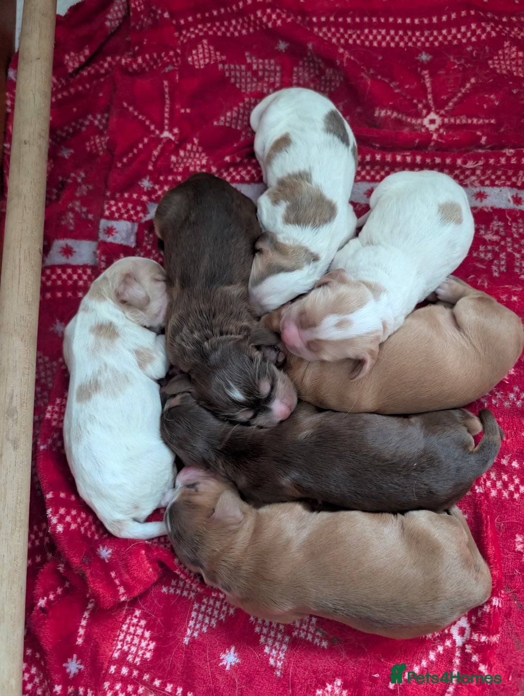 Cocker Spaniel dogs for sale: Beautiful cocker spaniel pups  - Image 2
