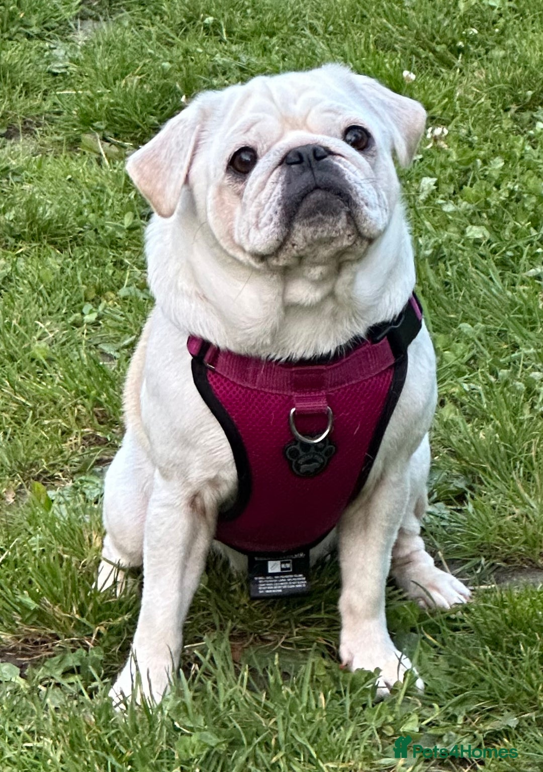 Chug dogs for sale: Beautiful cream chugs - Advert 3