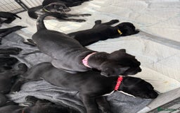 Cane Corso dogs for sale: Cane corso pups - Image 3