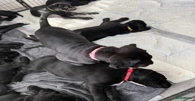 Cane Corso dogs - Advert 12