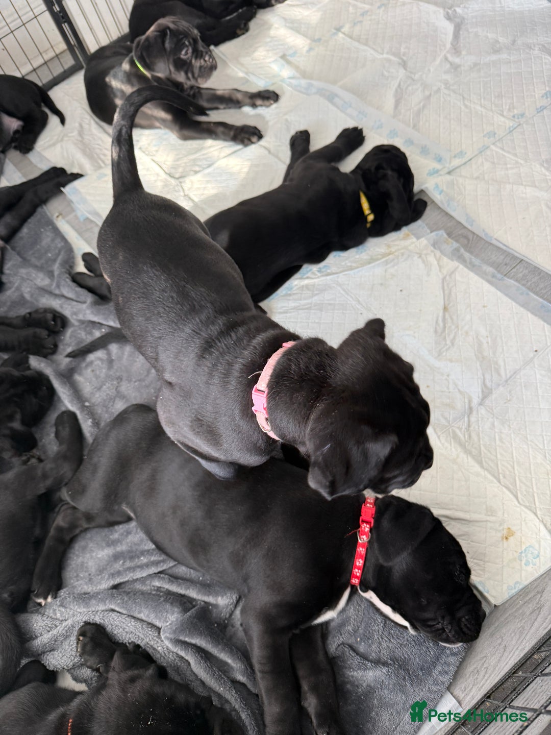 Cane Corso dogs for sale: Cane corso pups - Image 3