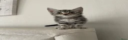 Mixed Breed cats for sale: Beautiful maine coon and marble kittens  in Bromley - Advert 5