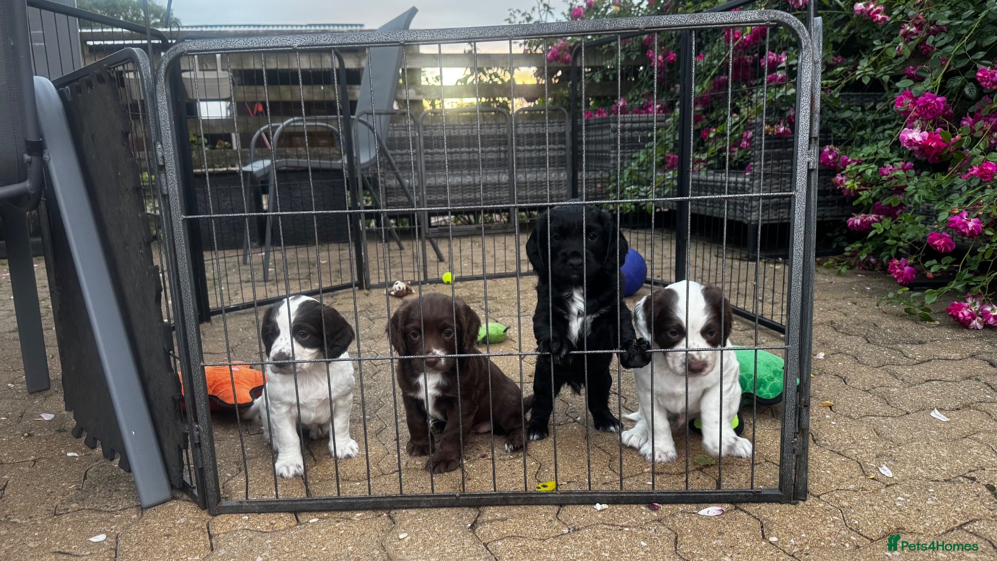 Sprocker dogs Beautiful Sprocker Puppies - Advert 9