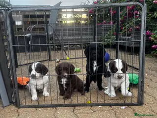 Sprocker dogs Beautiful Sprocker Puppies - Advert 1