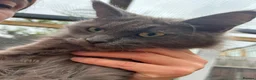Maine Coon cats for sale: smoke Maine coon kittens - Advert 11