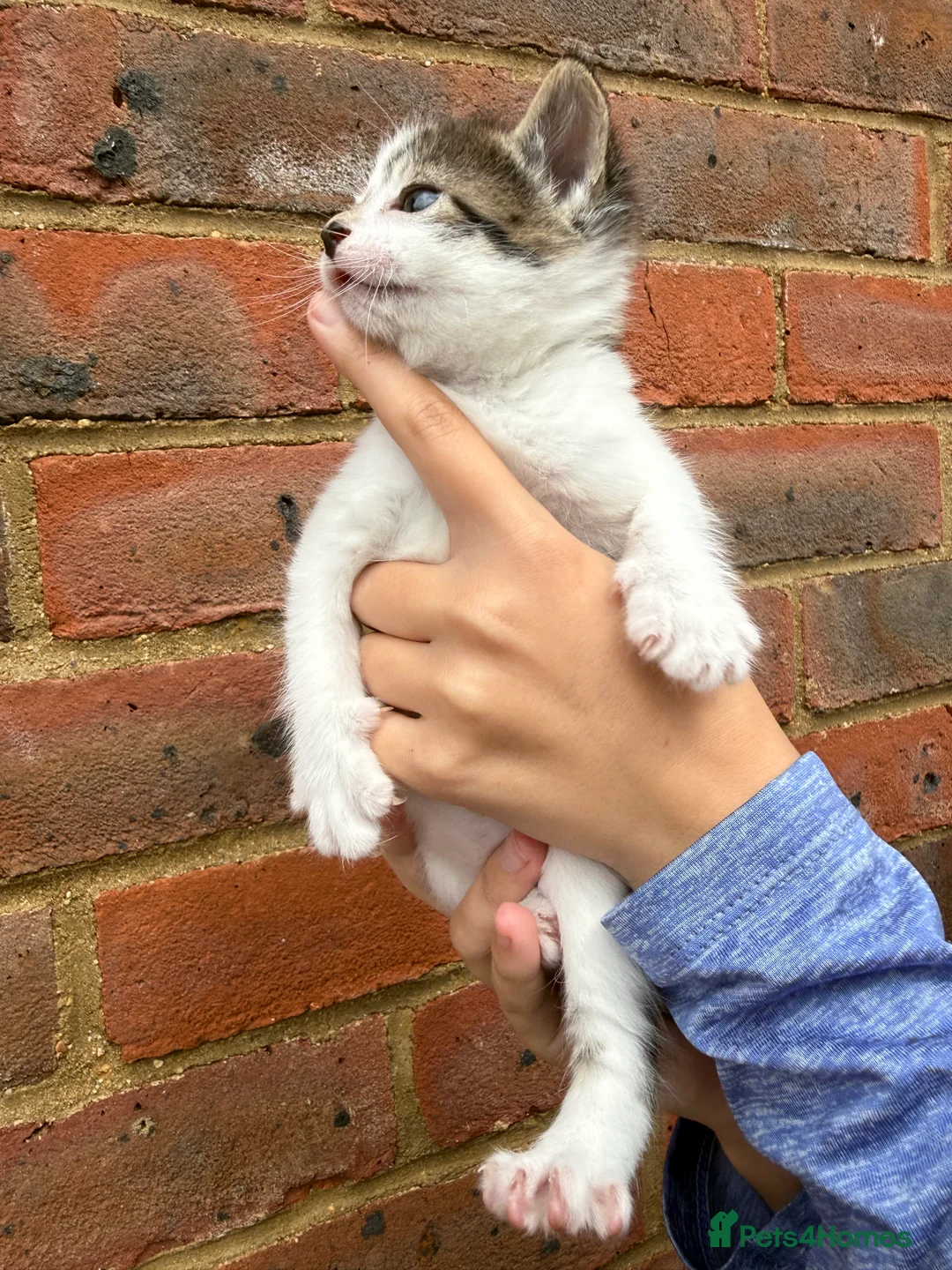 Mixed Breed cats for sale: Mixed breed kittens looking for a forever home  - Advert 8