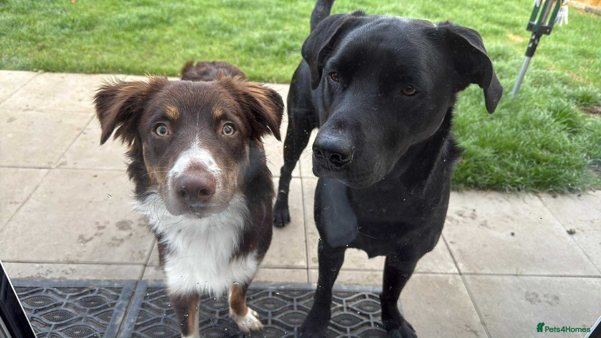 Sprollie dogs Border collie X springer  - Advert 1