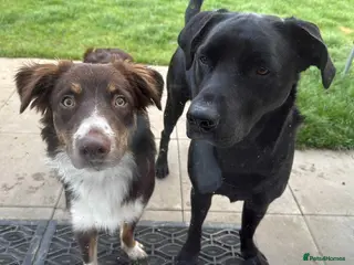 Sprollie dogs Border collie X springer - Advert 1