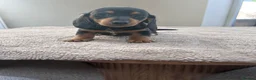 Miniature Dachshund dogs for sale: *** 3 beautiful mini dachshunds ** - Advert 10