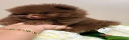 Pomeranian dogs for sale: 🧸 Exceptional Teddy Bear Boys  Rare Colours👑 - Advert 18