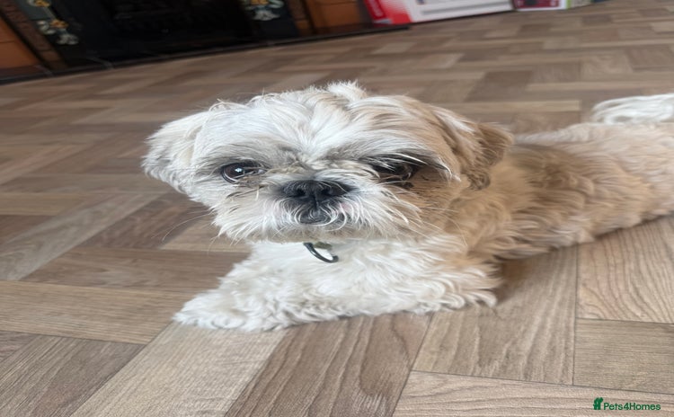 Shih Tzu dogs - Advert 15
