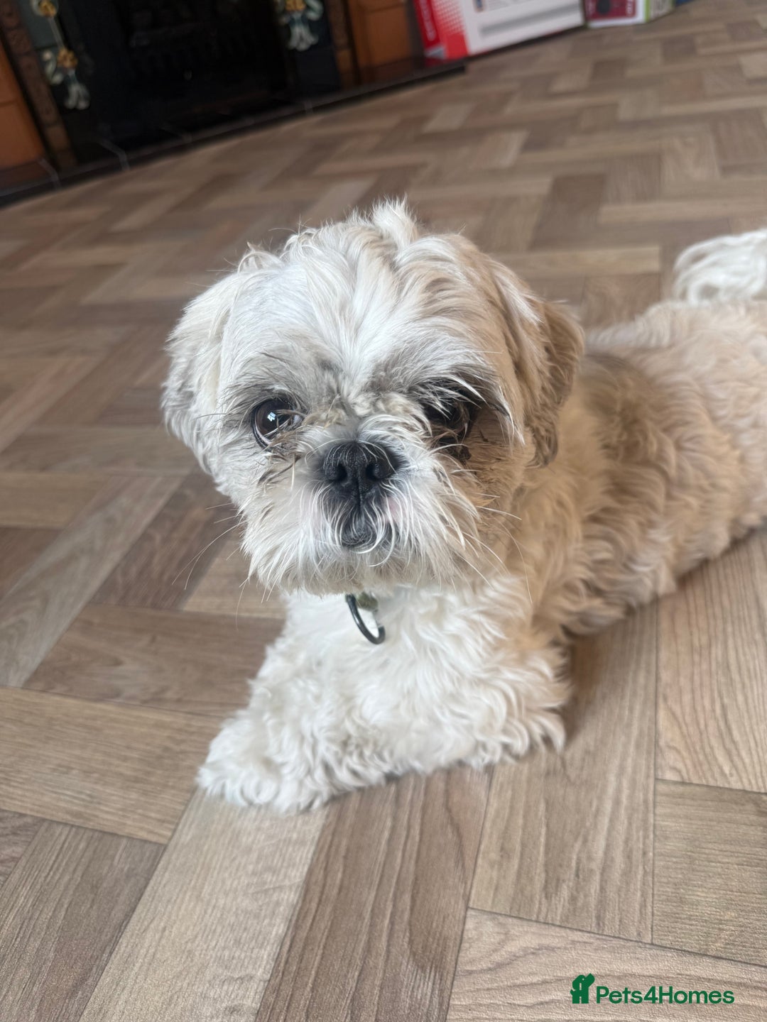 Shih Tzu dogs for sale: Shih Tzu - Image 1