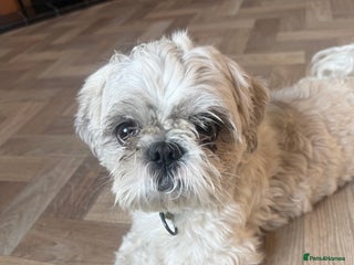 Shih Tzu dogs - Advert 15