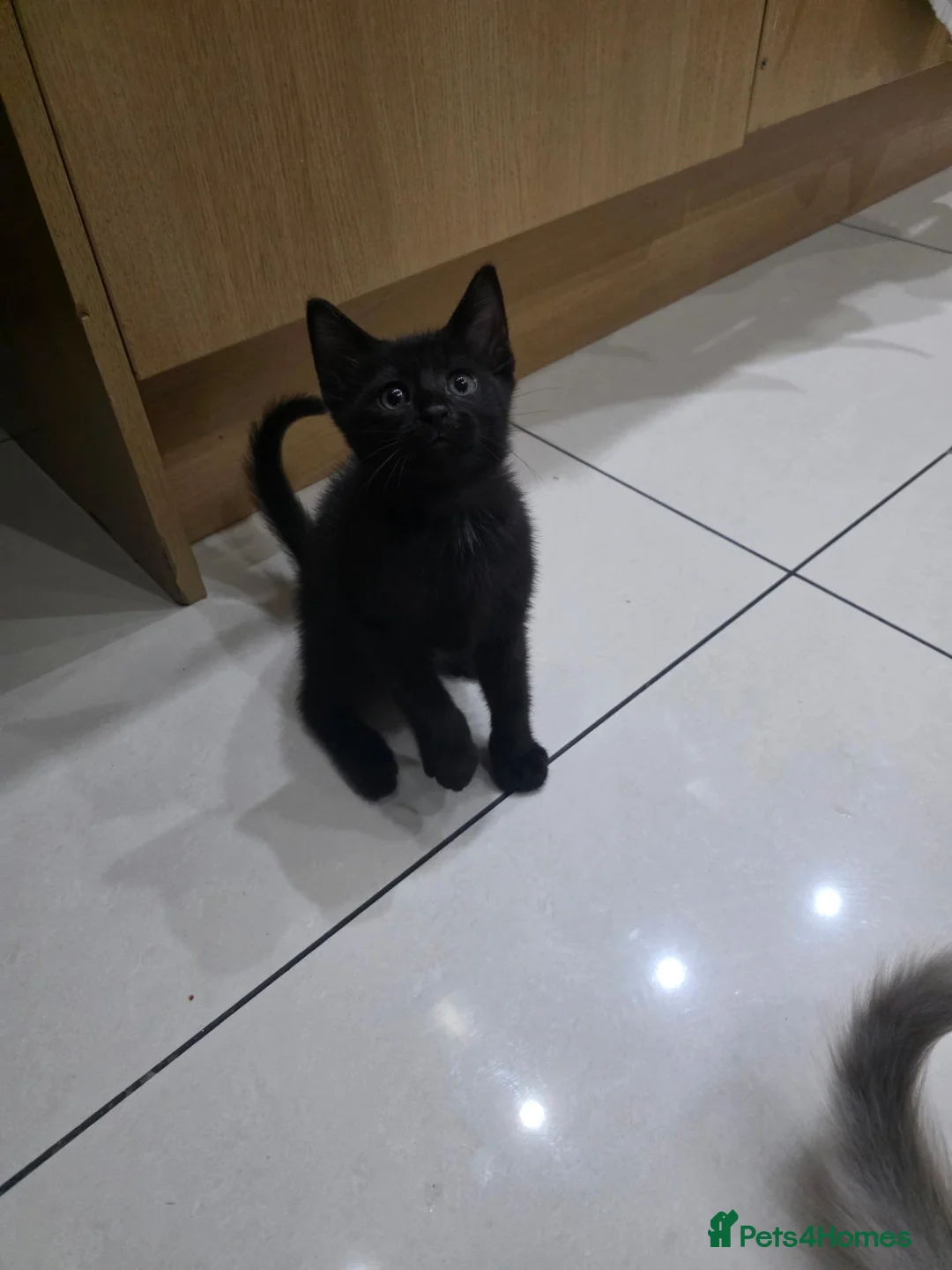 Mixed Breed cats for sale: Ragdoll mix - Advert 5