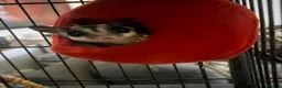 Sugar Glider rodents for sale: 2 female sugar gliders  in Chester - Advert 15