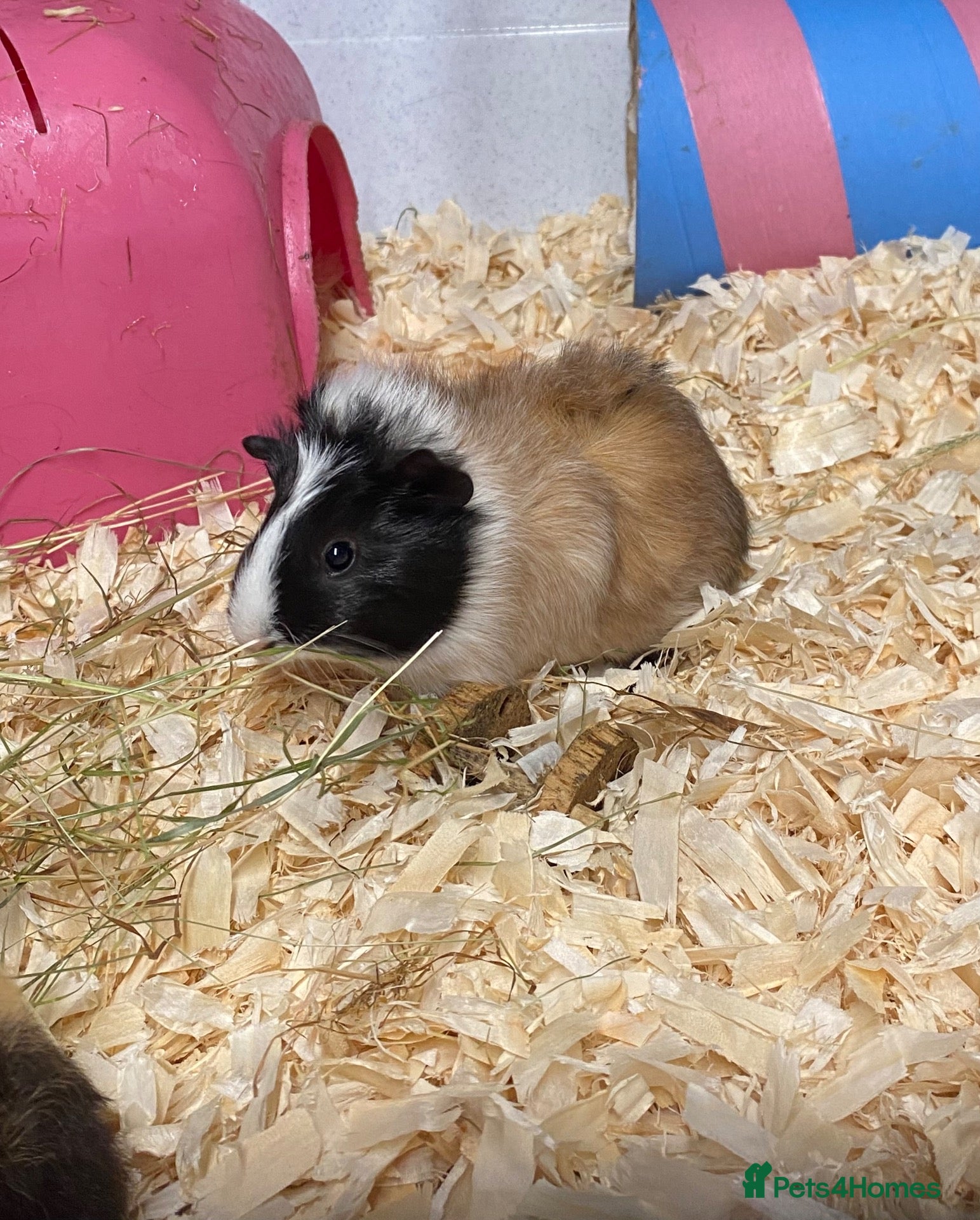 Guinea Pig rodents for sale: Guinea pigs  - Advert 2