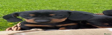 Miniature Dachshund Puppy 2