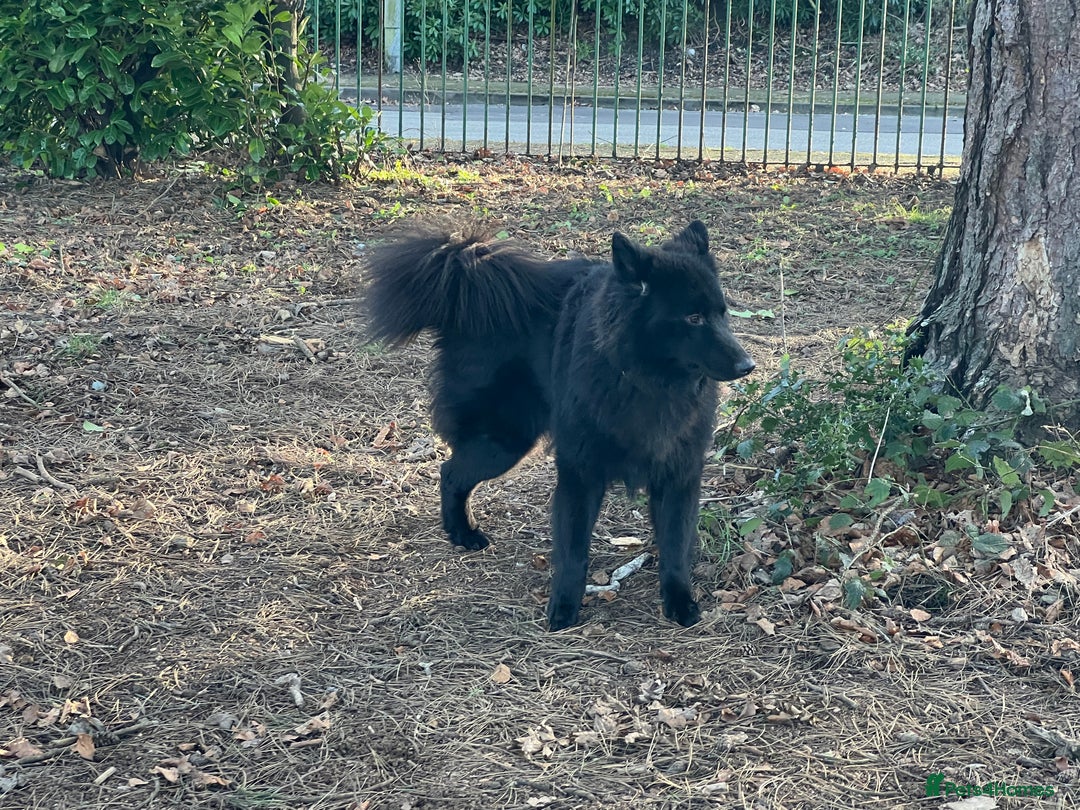 German Shepherd dogs for stud: Solid Black Long Coat German Shepherd Dog at Stud - Advert 12