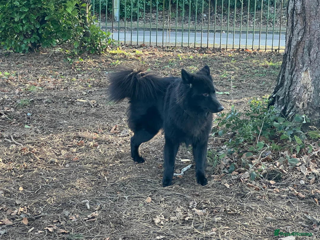 German Shepherd dogs for stud: Solid Black German Shepherd Dog at Stud - Advert 6