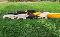 Labrador Retriever dogs for sale: Labrador puppies  - Image 8