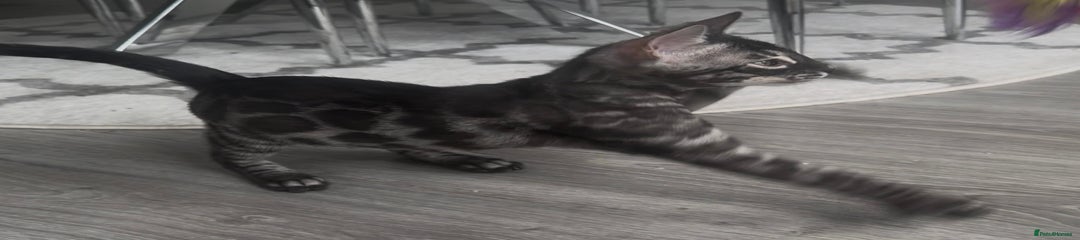 Male wearing charcoal (Apb/a)