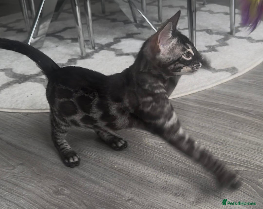 Bengal cats for sale: Breed quality silver bengal kittens 🐆💎🤍🩶🖤 - Image 39