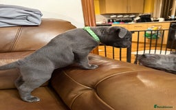 Staffordshire Bull Terrier dogs for sale: Lovely kc reg Staffordshire bull terrier puppies  - Image 11