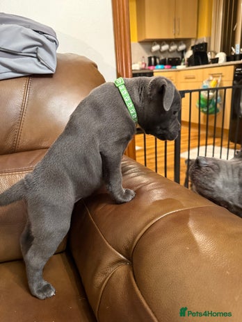 Staffordshire Bull Terrier dogs - Advert 6