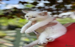 British Shorthair cats for sale: Colourpoints BSH active & non-active available - Image 29