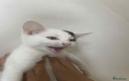 Snowshoe cats for sale: 🐾Gorgeous Kittens Ready for Forever Homes 🏡✨ - Image 5
