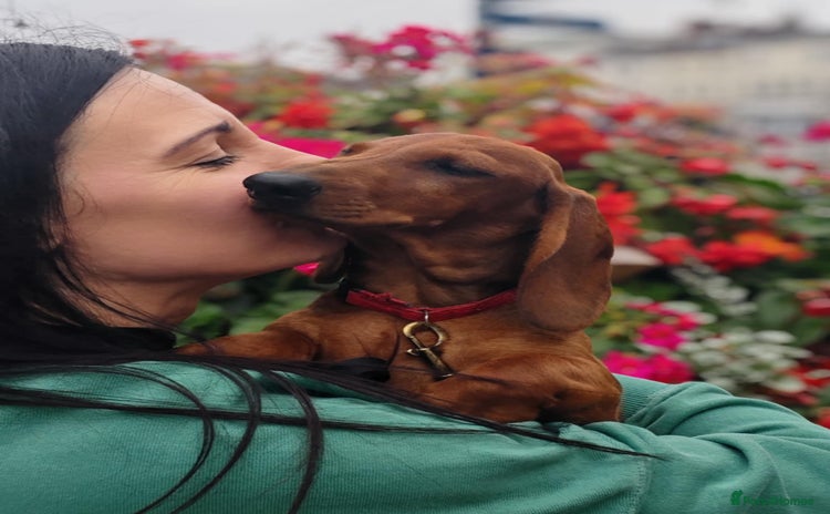 Dachshund dogs in Boston - Advert 4