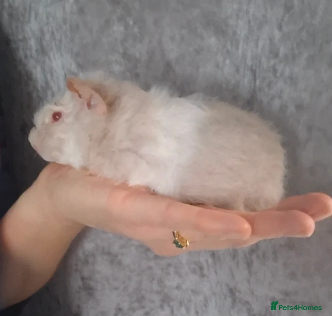 Guinea Pig rodents for sale: SOLD.    Single young female sow guinea pig  - Advert 1