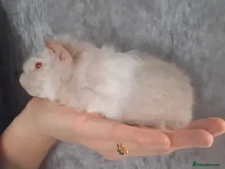 Guinea Pig rodents Single young female sow guinea pig - Advert 4