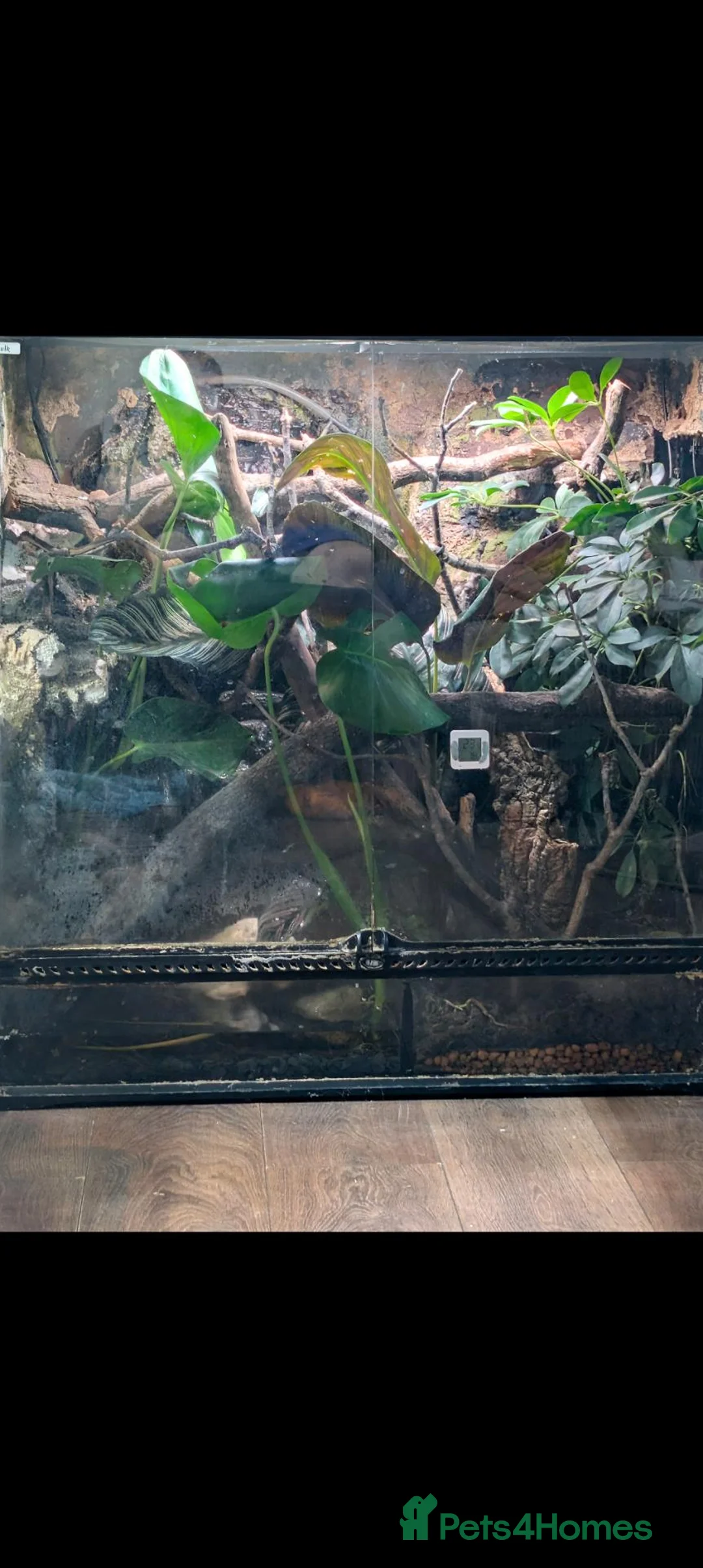 Lizard reptiles for sale: Gonocephalus kuhlii (angle head lizard) with full  in Eastbourne - Advert 2