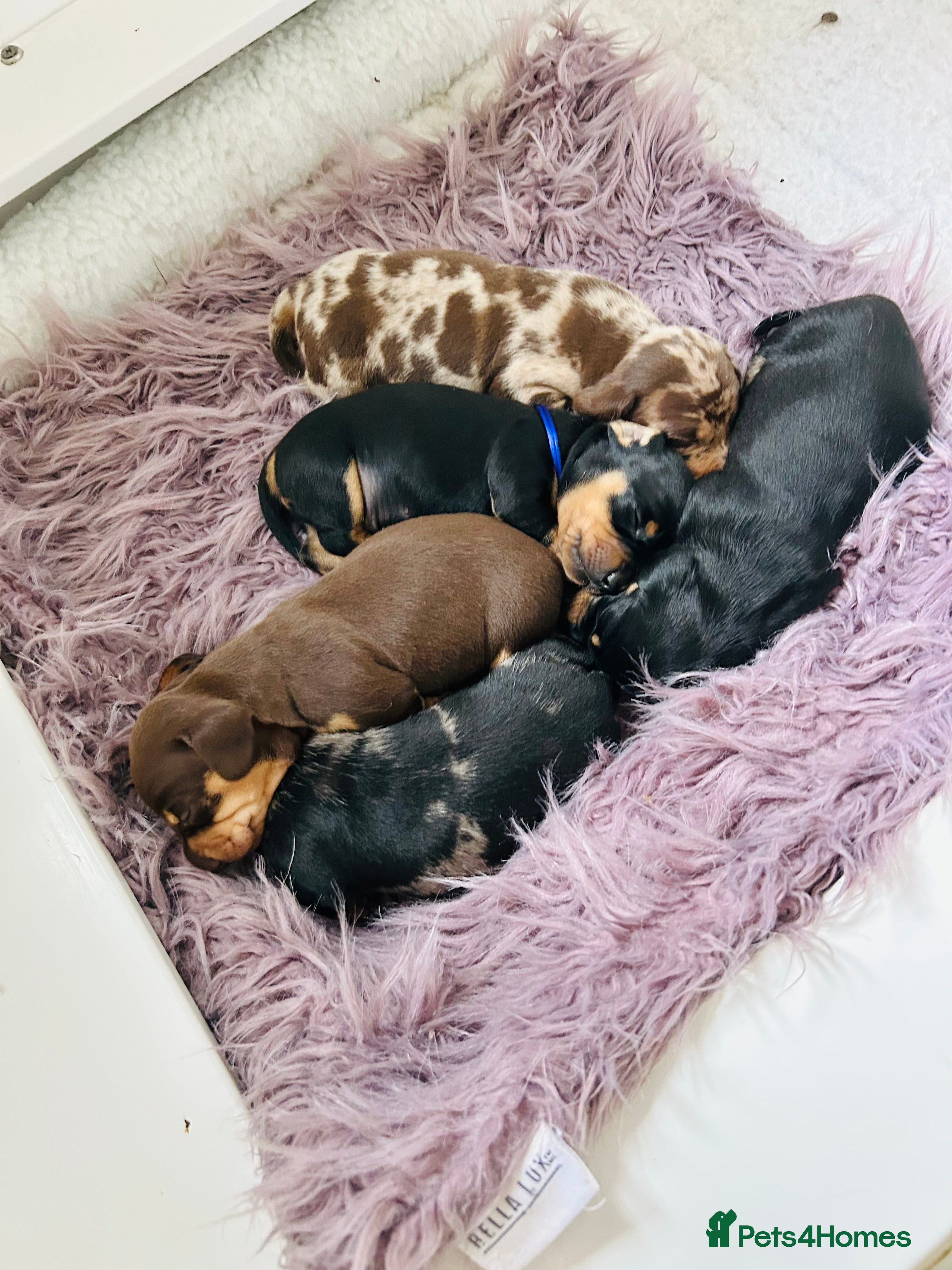 Miniature Dachshund dogs True Miniatures 5 star Breeder ⭐️⭐️⭐️⭐️⭐️ - Advert 3