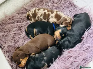 Miniature Dachshund dogs True Miniatures 5 star Breeder ⭐️⭐️⭐️⭐️⭐️ - Advert 3