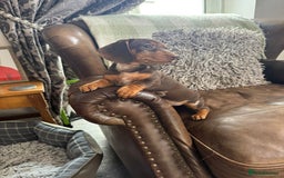 Miniature Dachshund dogs for sale: Miniature Dachshund Puppies - Image 15