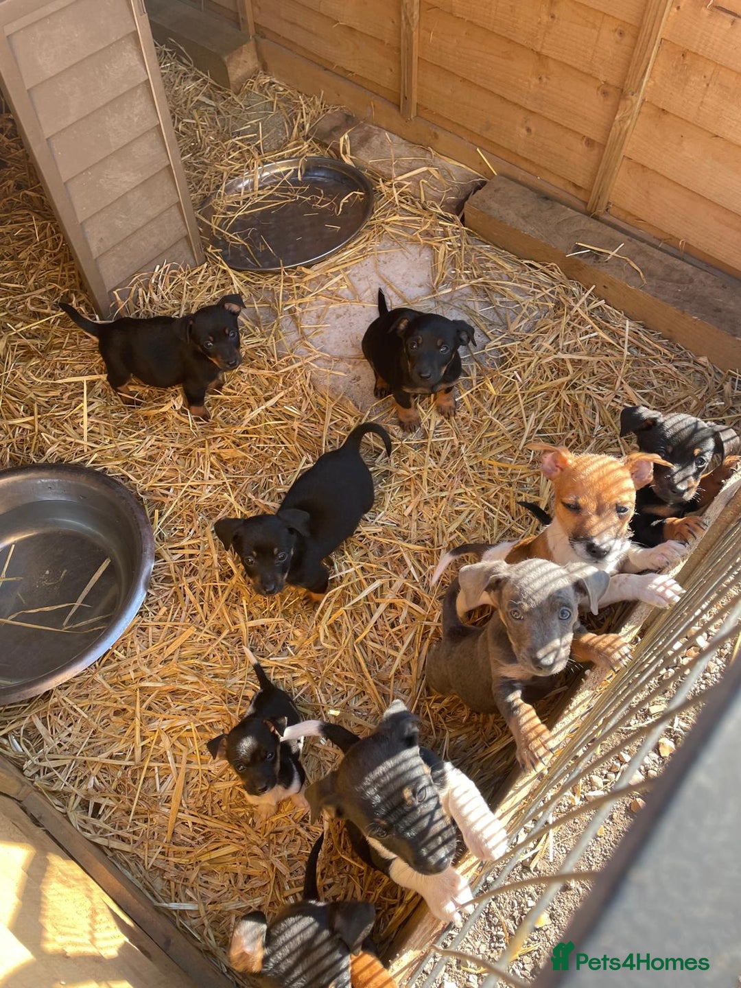 Jack Russell dogs for sale: Adorable Jack Russell puppies  - Image 1