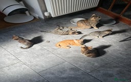 Bengal cats for sale: Gorgeous Bengal / Persian X kittens - Image 13