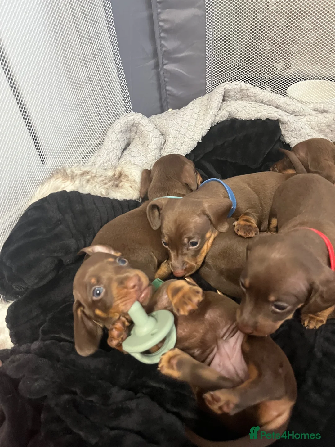 Miniature Dachshund dogs for sale: Miniature dachshund for sale  - Advert 2