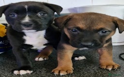 Mixed Breed dogs for sale: 2 beautiful female puppys  - Image 1