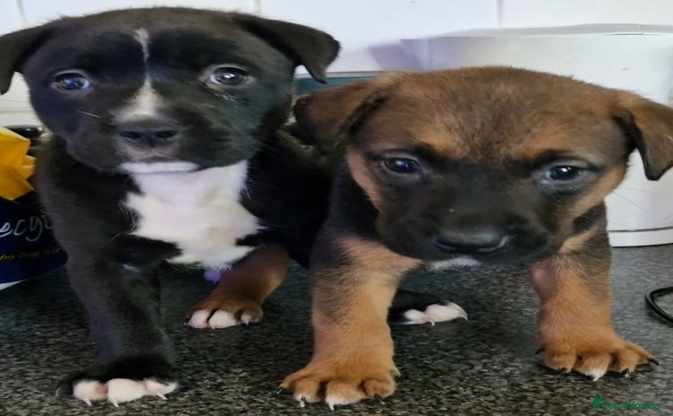 Mixed Breed dogs - Advert 9