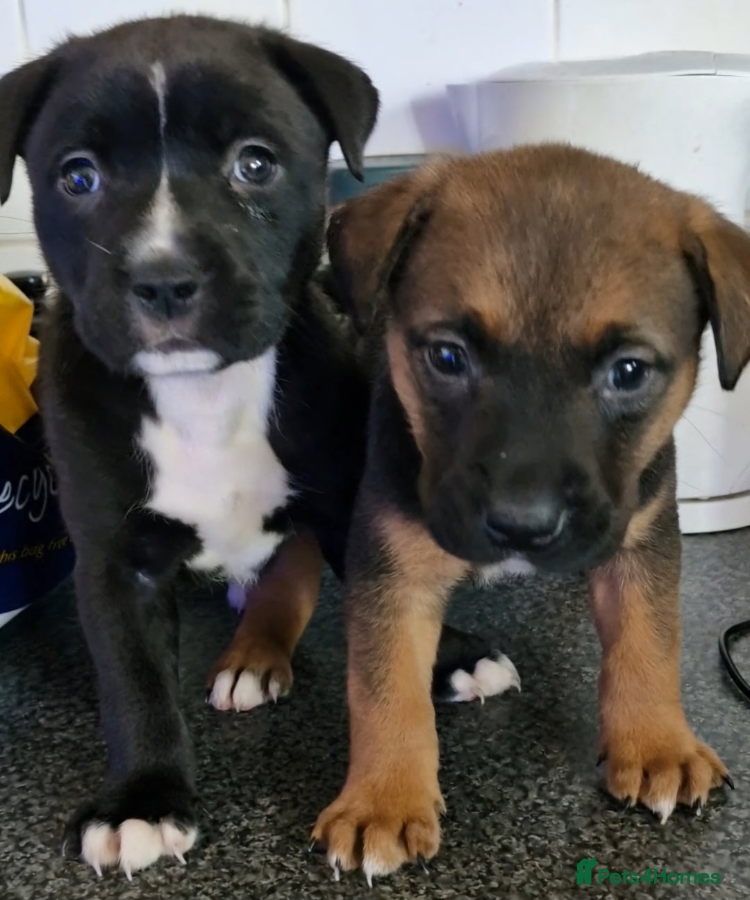 Mixed Breed dogs for sale: 2 beautiful female puppys  - Image 1