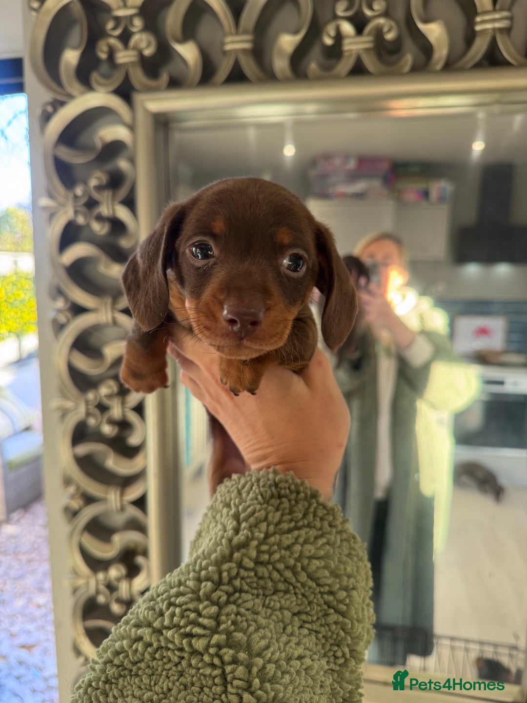 Miniature Dachshund dogs for sale: Stunning miniature sausage pups  - Advert 13