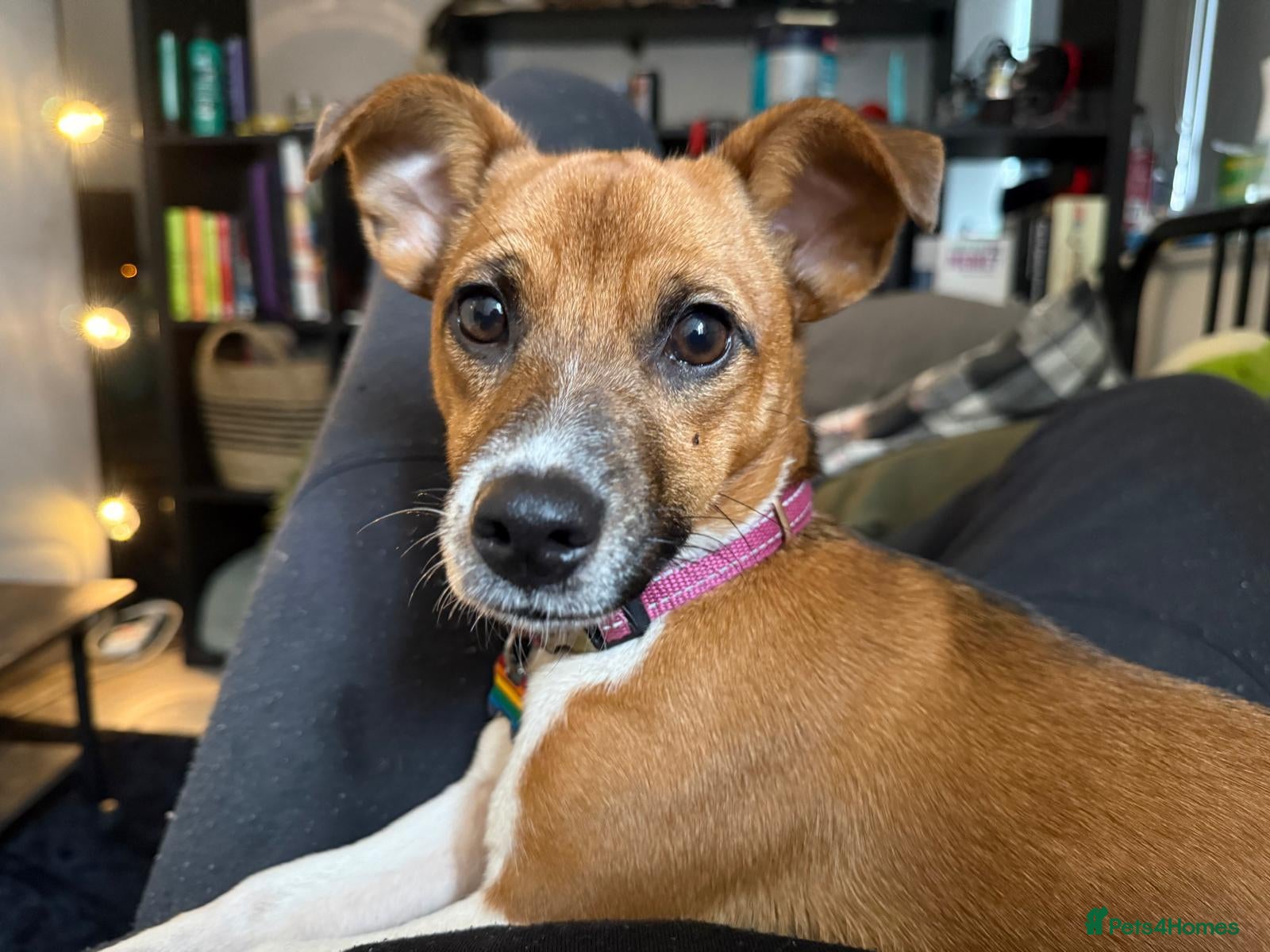 Plummer Terrier dogs 1 year old Plummer terrier for rehoming - Advert 1