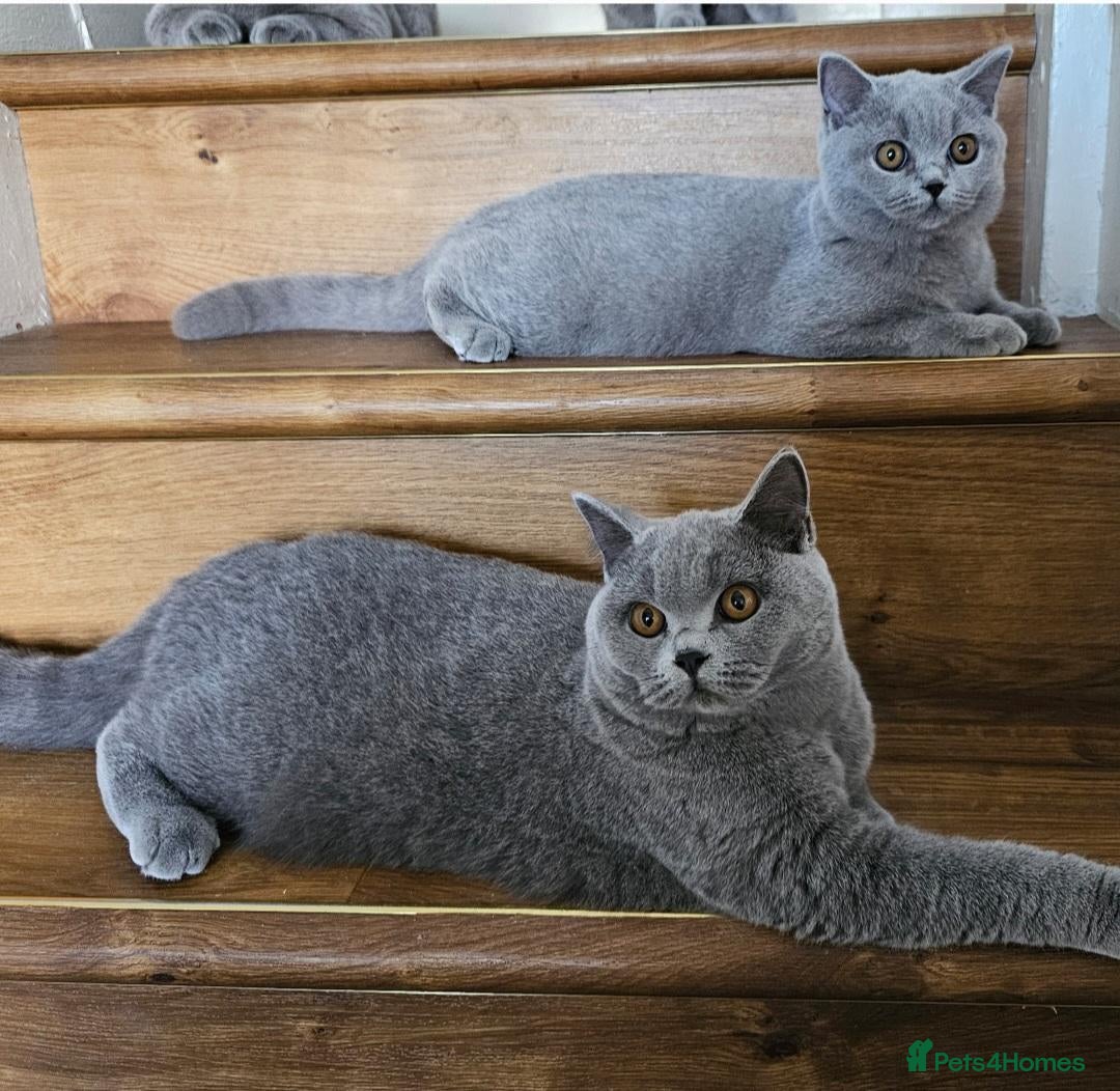 British Shorthair cats Stunning healthy BSH kittens - Advert 11